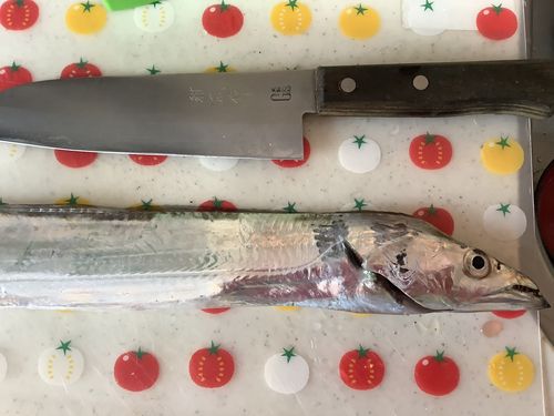 タチウオの釣果