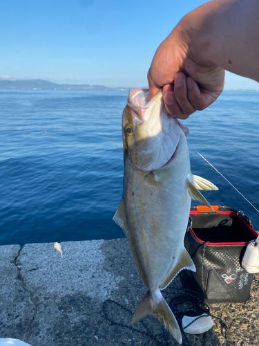 カンパチの釣果