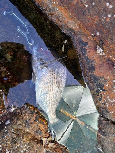 ヘダイの釣果
