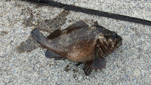ムラソイの釣果