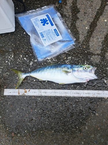 イナダの釣果