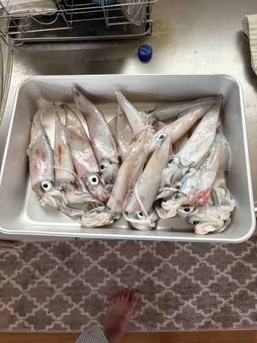 アカイカの釣果