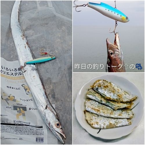 タチウオの釣果
