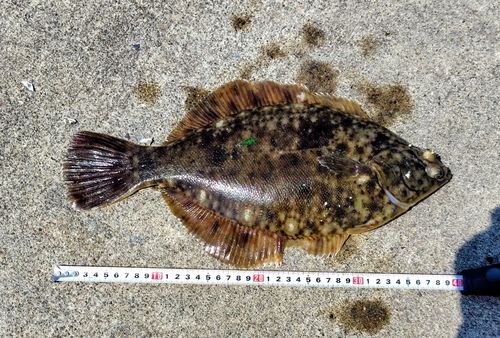 マコガレイの釣果