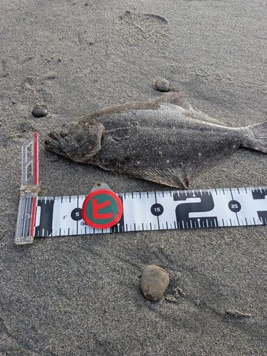 ソゲの釣果