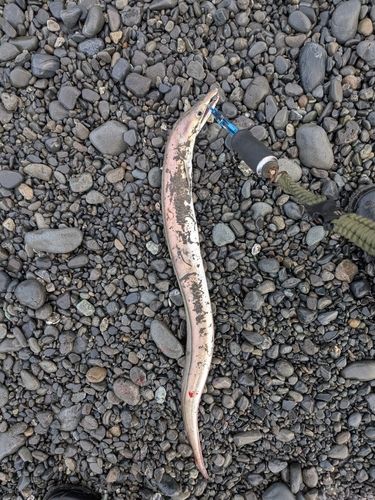 ハモの釣果