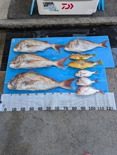 マダイの釣果