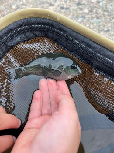 メジナの釣果