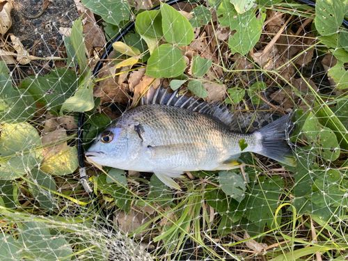 キチヌの釣果