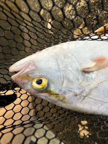 ショゴの釣果