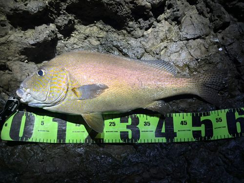 コロダイの釣果