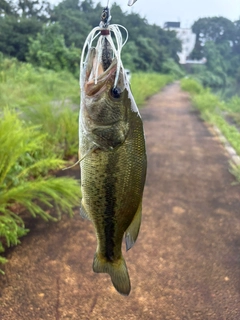 ラージマウスバスの釣果
