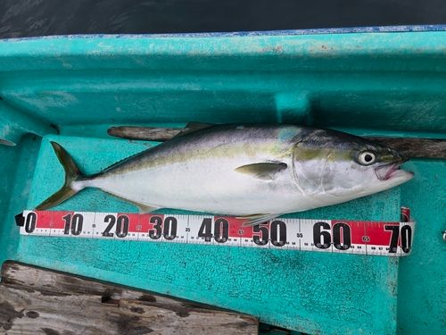 ワラサの釣果