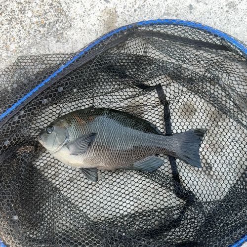 グレの釣果