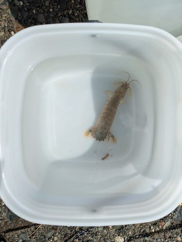 シャコの釣果