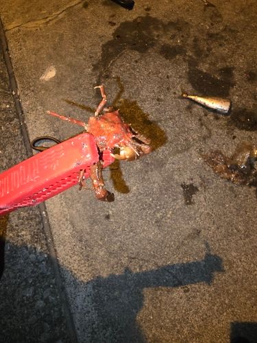 カニの釣果