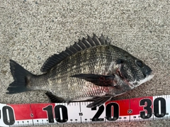 チヌの釣果