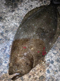ヒラメの釣果