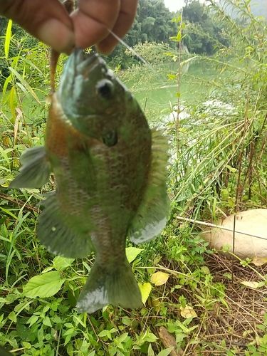 ブルーギルの釣果