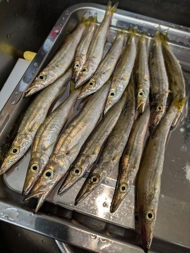 カマスの釣果