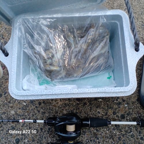マハゼの釣果