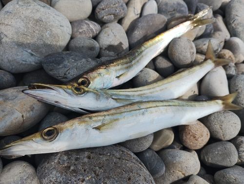 カマスの釣果