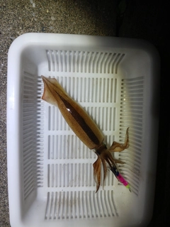 スルメイカの釣果