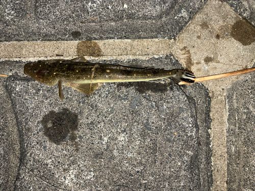 マゴチの釣果