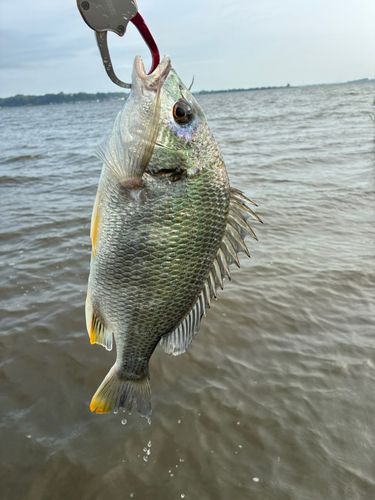 キビレの釣果