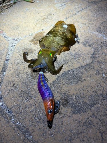 アオリイカの釣果
