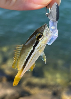 ガシラの釣果