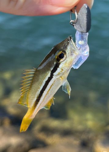 ガシラの釣果