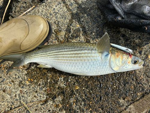 ボラの釣果