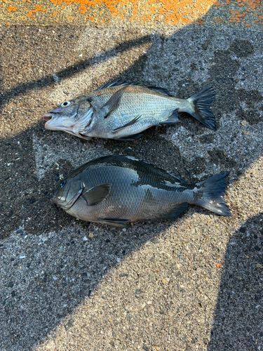 グレの釣果