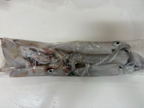 ケンサキイカの釣果