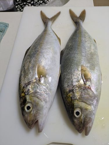 ネリゴの釣果