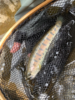 ヤマメの釣果