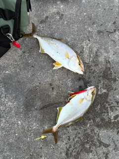ショゴの釣果