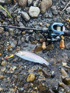ニジマスの釣果