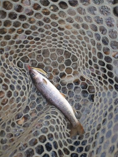 イワナの釣果