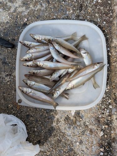 シロギスの釣果