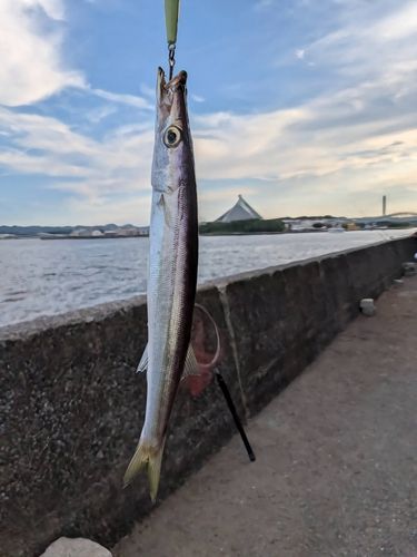 カマスの釣果