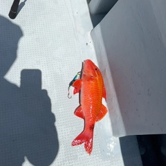 オキナヒメジの釣果