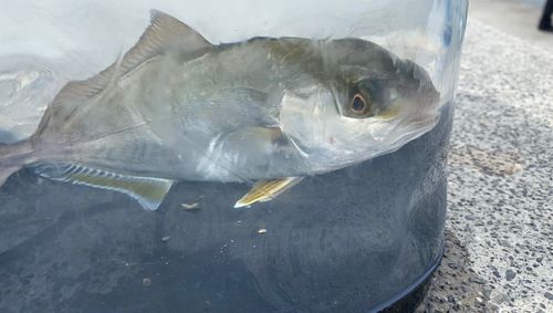 ショゴの釣果