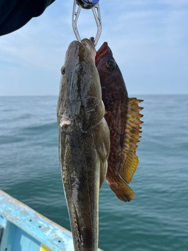 キジハタの釣果