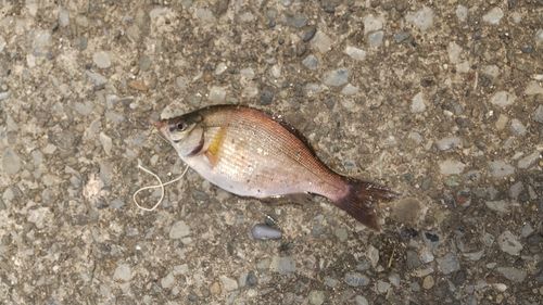 ウミタナゴの釣果
