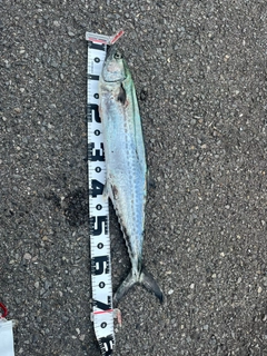 サワラの釣果