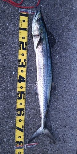 サワラの釣果