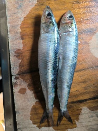 イワシの釣果