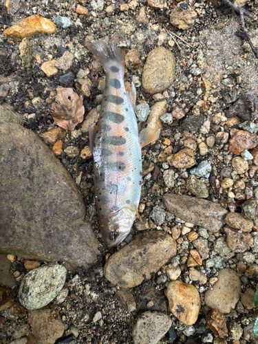 イワナの釣果